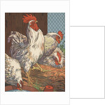 Illustration of four white chickens by Anonymous