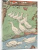 Illustration of white geese in rain by Anonymous