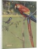 Illustration of macaw and sparrow by Anonymous