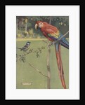 Illustration of macaw and sparrow by Anonymous