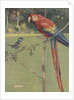 Illustration of macaw and sparrow by Anonymous