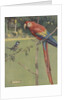 Illustration of macaw and sparrow by Anonymous