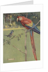 Illustration of macaw and sparrow by Anonymous