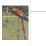 Illustration of macaw and sparrow by Anonymous