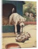 Illustration of dog looking at another dog holding bone by Anonymous