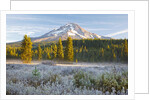 morning frost in meadow, Mt. Hood, Oregon. by Anonymous
