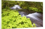 still creek, Mt. Hood National Forest. Oregon Cascade Mountains. by Anonymous