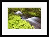 still creek, Mt. Hood National Forest. Oregon Cascade Mountains. by Anonymous