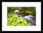 still creek, Mt. Hood National Forest. Oregon Cascade Mountains. by Anonymous
