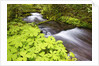 still creek, Mt. Hood National Forest. Oregon Cascade Mountains. by Anonymous