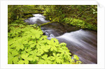 still creek, Mt. Hood National Forest. Oregon Cascade Mountains. by Anonymous