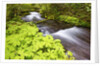 still creek, Mt. Hood National Forest. Oregon Cascade Mountains. by Anonymous