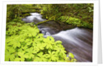 still creek, Mt. Hood National Forest. Oregon Cascade Mountains. by Anonymous