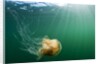 Lion's Mane Jellyfish, Alaska by Anonymous