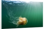 Lion's Mane Jellyfish, Alaska by Anonymous
