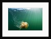 Lion's Mane Jellyfish, Alaska by Anonymous