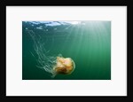Lion's Mane Jellyfish, Alaska by Anonymous