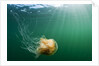 Lion's Mane Jellyfish, Alaska by Anonymous