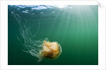 Lion's Mane Jellyfish, Alaska by Anonymous