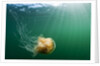 Lion's Mane Jellyfish, Alaska by Anonymous
