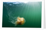 Lion's Mane Jellyfish, Alaska by Anonymous