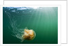 Lion's Mane Jellyfish, Alaska by Anonymous
