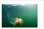 Lion's Mane Jellyfish, Alaska by Anonymous