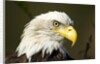 Bald Eagle, Alaska by Anonymous