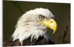 Bald Eagle, Alaska by Anonymous