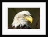 Bald Eagle, Alaska by Anonymous