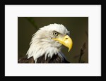 Bald Eagle, Alaska by Anonymous