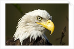 Bald Eagle, Alaska by Anonymous