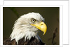 Bald Eagle, Alaska by Anonymous