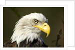 Bald Eagle, Alaska by Anonymous