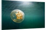 Moon Jellyfish, Alaska by Anonymous