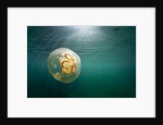 Moon Jellyfish, Alaska by Anonymous
