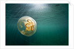 Moon Jellyfish, Alaska by Anonymous