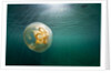 Moon Jellyfish, Alaska by Anonymous