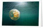 Moon Jellyfish, Alaska by Anonymous