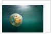 Moon Jellyfish, Alaska by Anonymous
