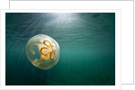 Moon Jellyfish, Alaska by Anonymous