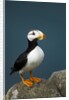 Puffin, Katmai National Park, Alaska by Anonymous