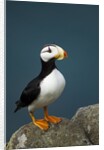 Puffin, Katmai National Park, Alaska by Anonymous