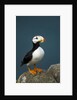 Puffin, Katmai National Park, Alaska by Anonymous