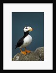 Puffin, Katmai National Park, Alaska by Anonymous