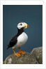 Puffin, Katmai National Park, Alaska by Anonymous