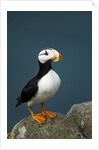 Puffin, Katmai National Park, Alaska by Anonymous