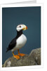 Puffin, Katmai National Park, Alaska by Anonymous