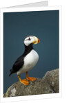 Puffin, Katmai National Park, Alaska by Anonymous