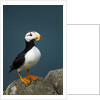 Puffin, Katmai National Park, Alaska by Anonymous
